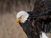 Bald eagle 