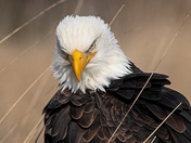 Bald eagle 