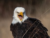 Bald eagle 