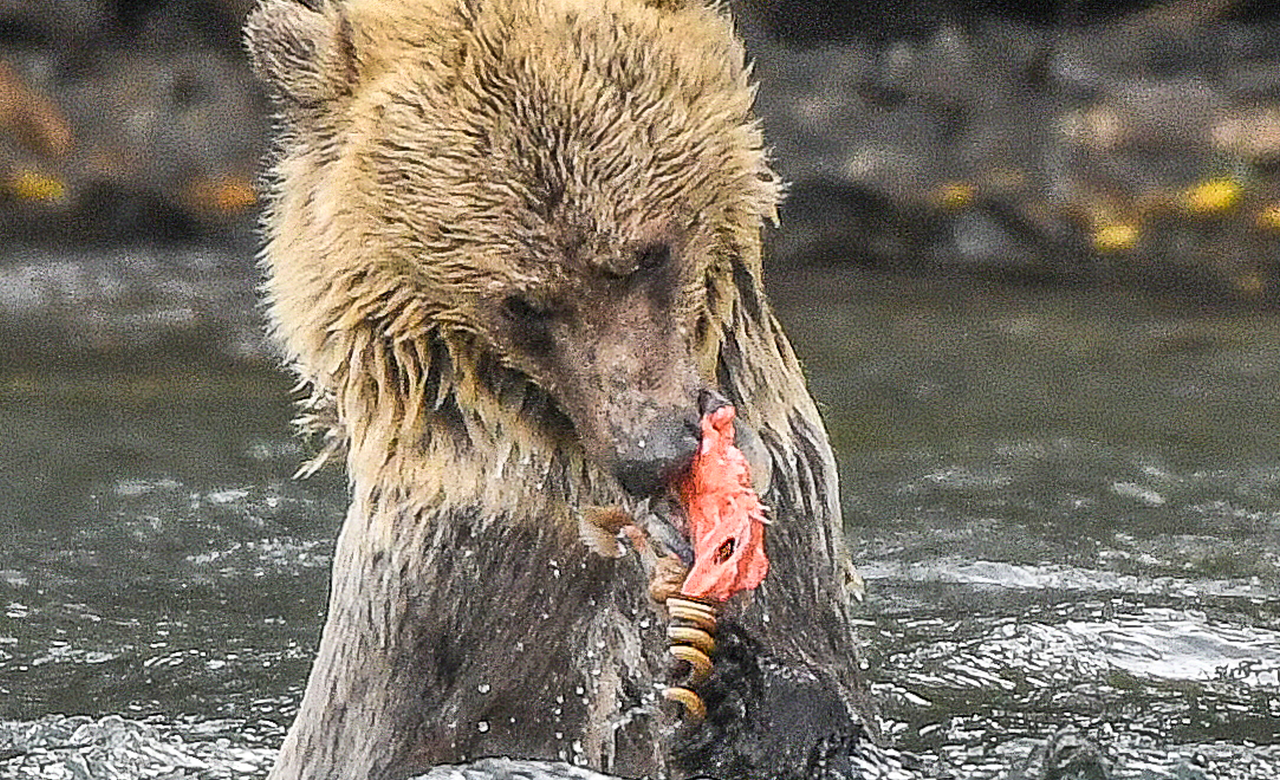 Grizzly Cub Feast