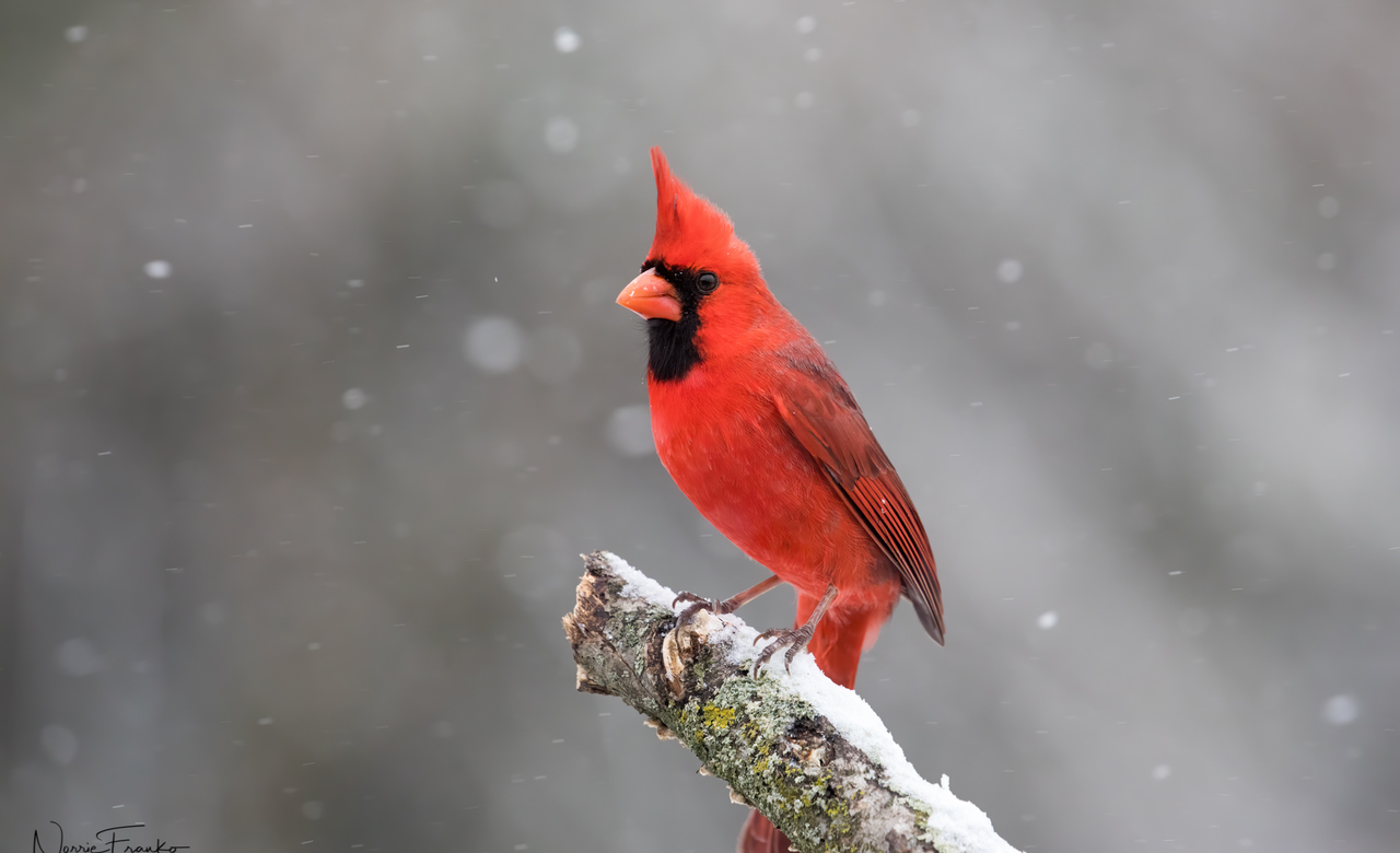 Snowy Day