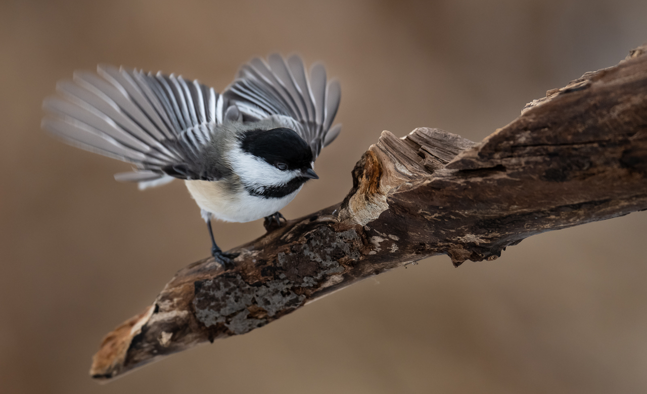 Chickadee ready to take off