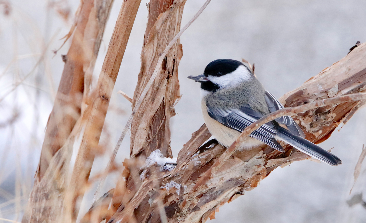Black-capped Chickadee