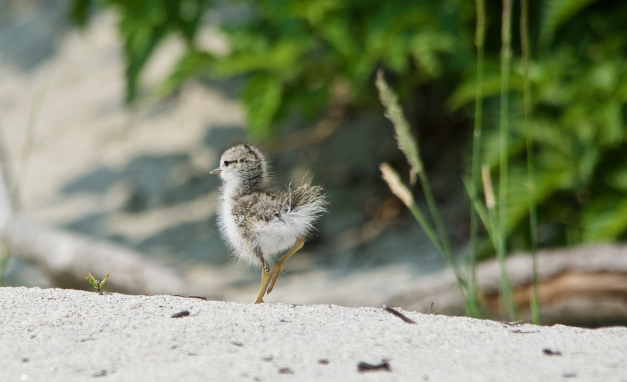 Fluff