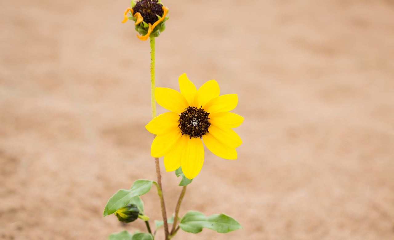 Prairie Sunflower
