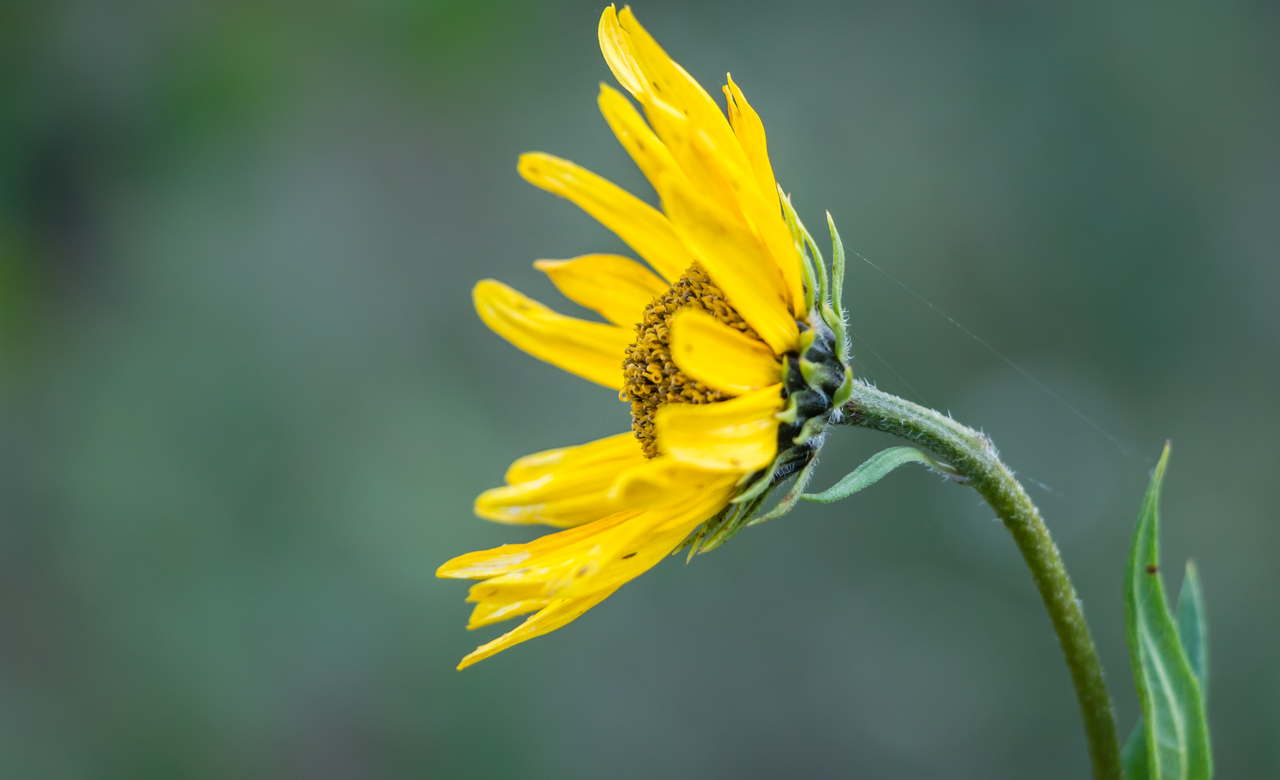 Rhombic-leaved Sunflower in Profile
