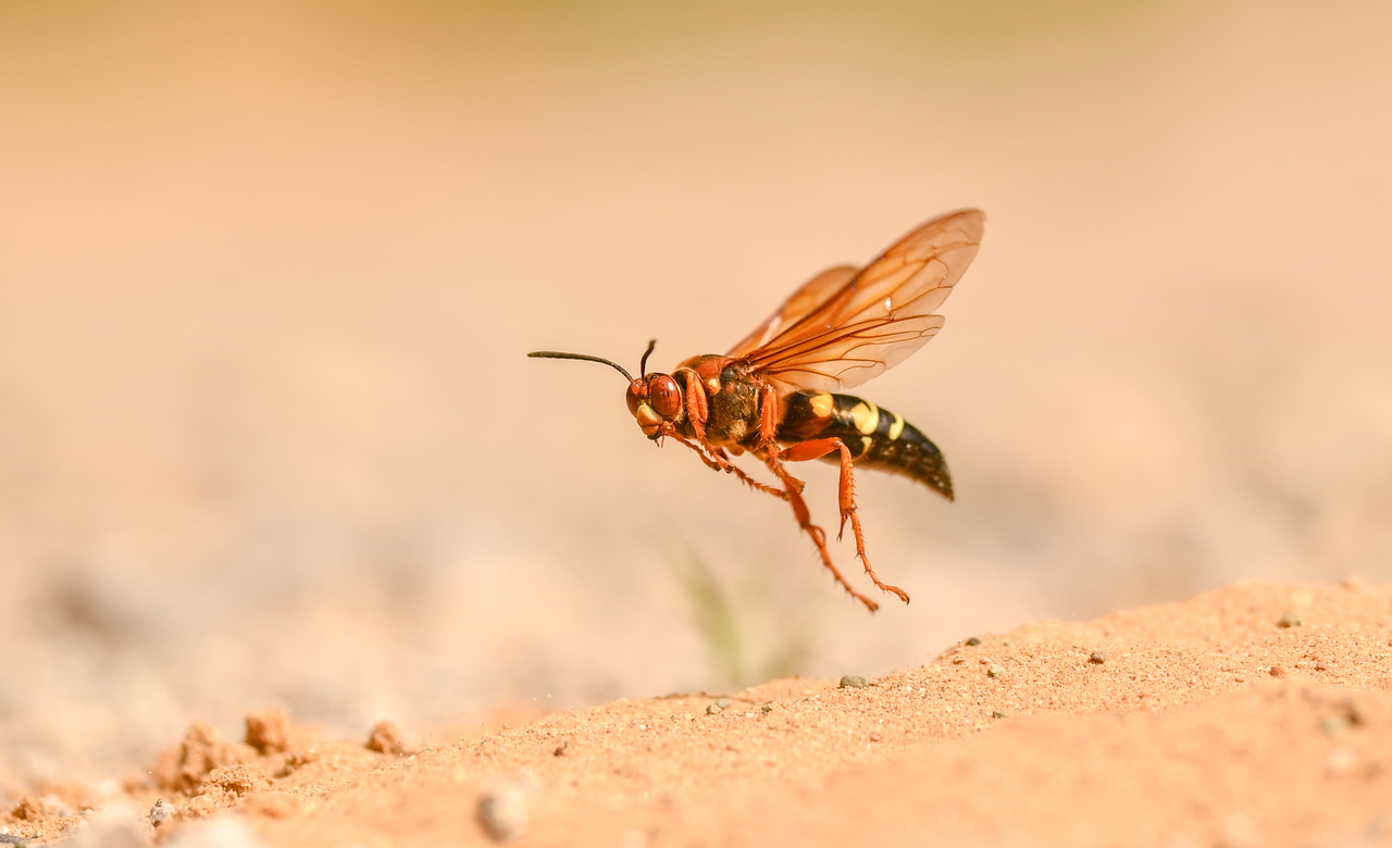 Fly By