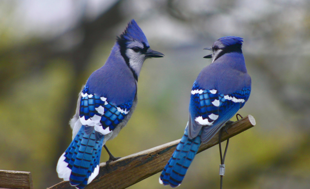 Two Blue Jays Having A Chat