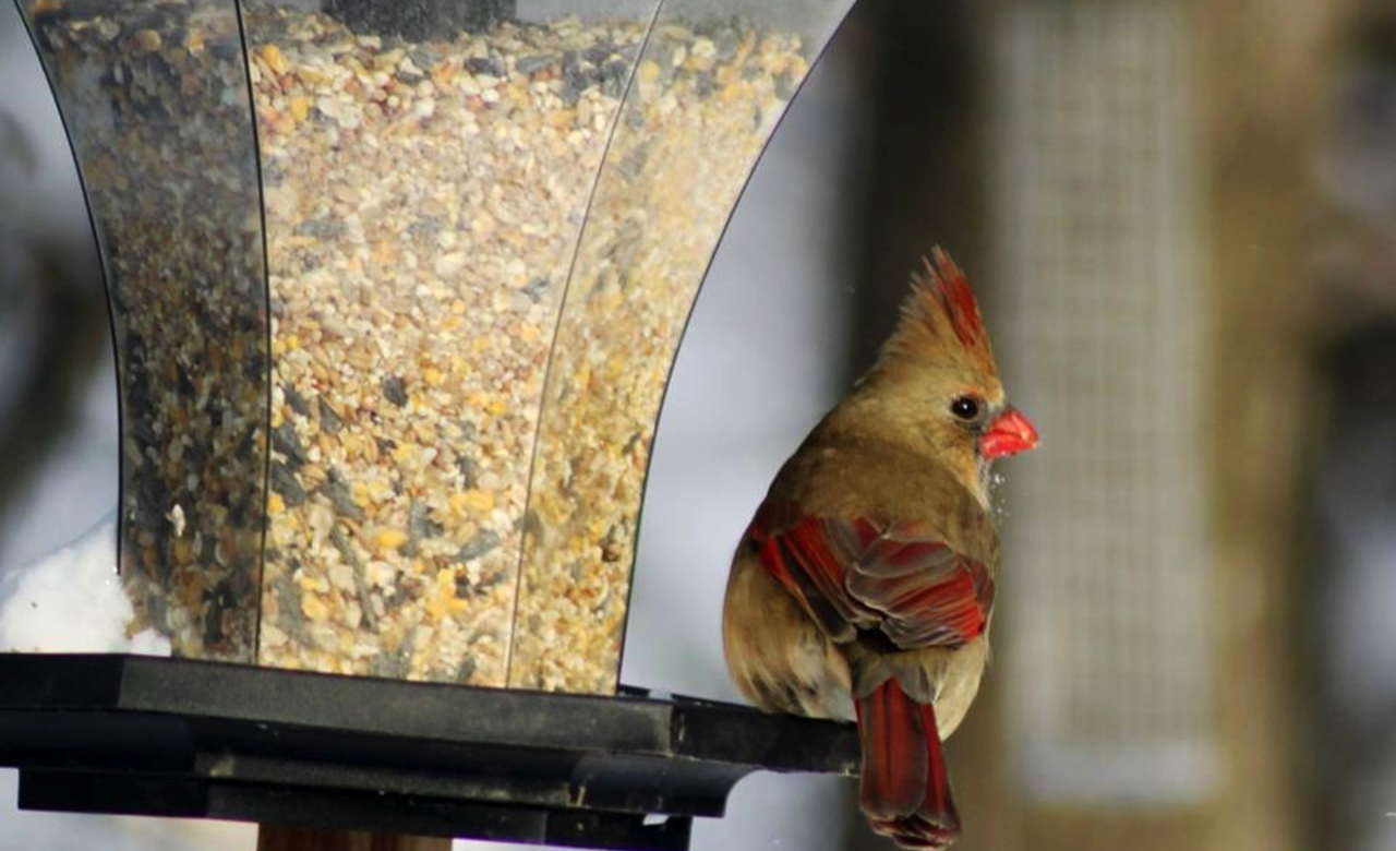 Female Cardinal stopping to have a feed.
