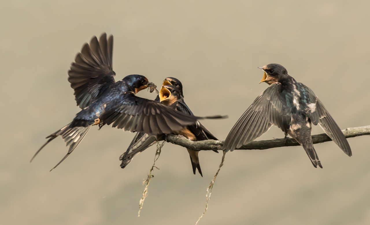 Barn Swallows