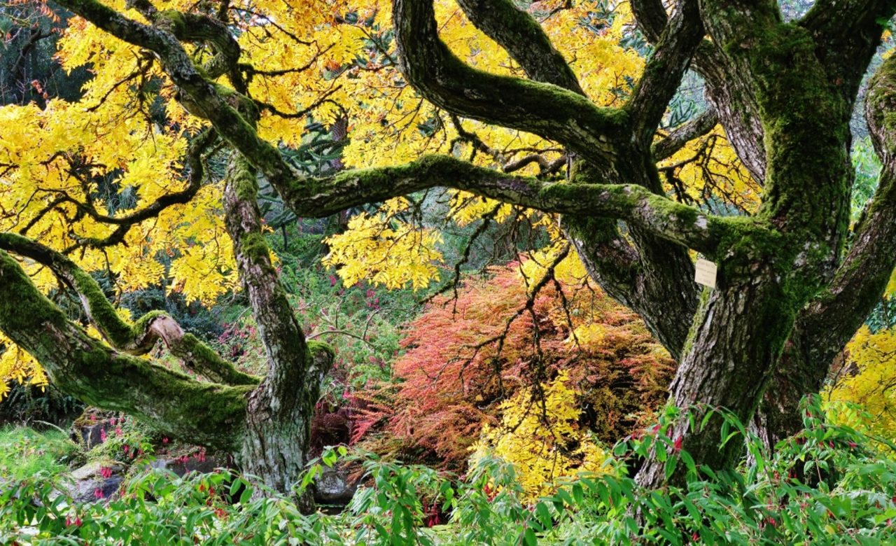 Fall Colours