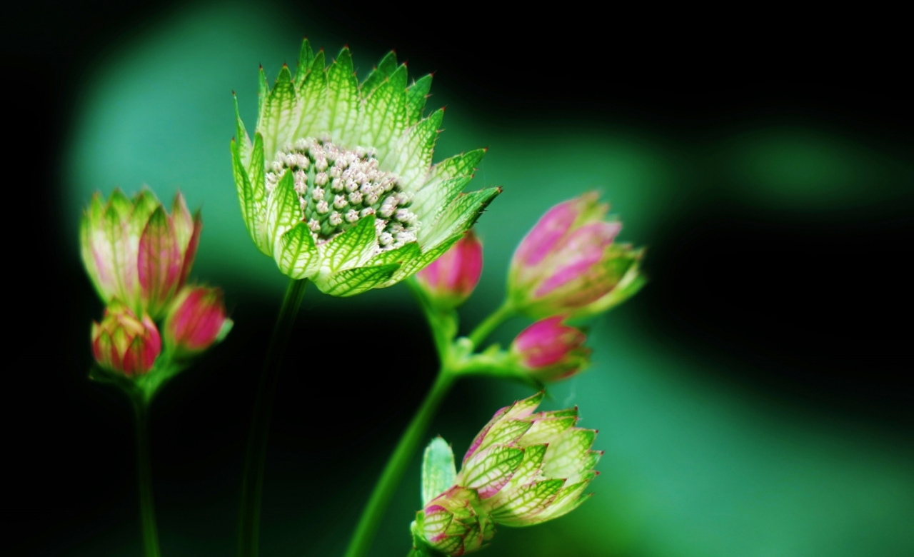 Masterwort