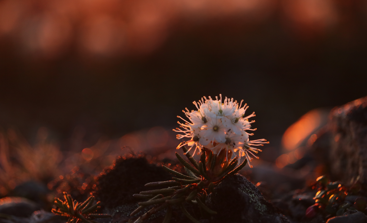 Dwarf Labrador Tea