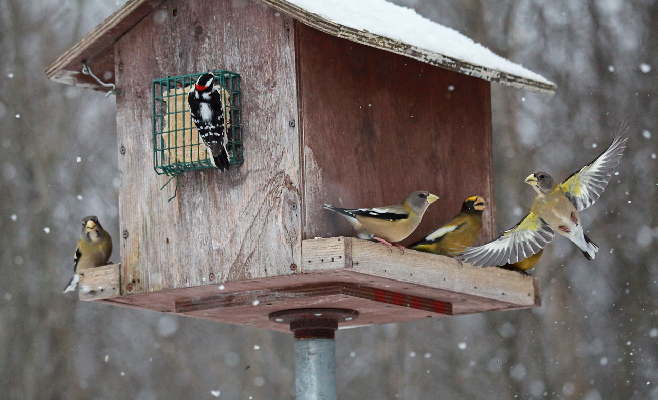Evening Grosbeaks