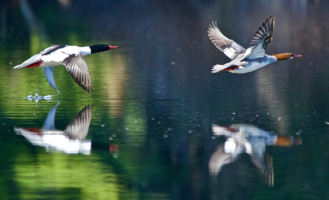 Pastel Flight