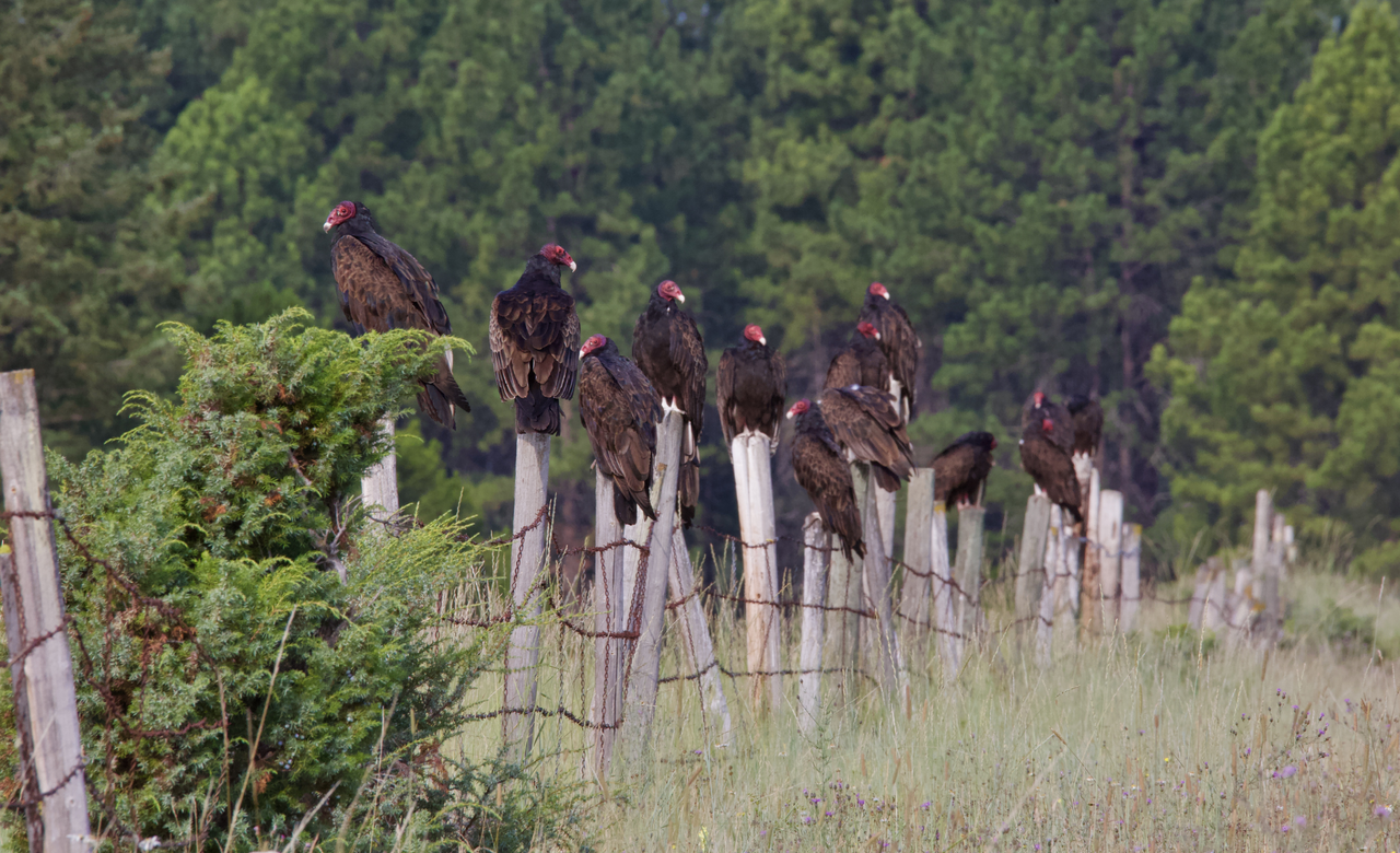 Turkey Vultures 