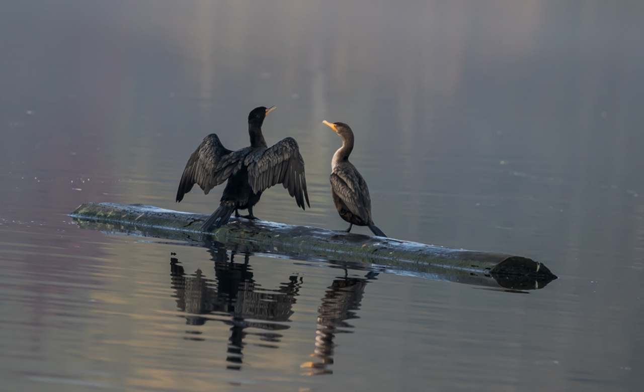 Cormorants At Sunrise