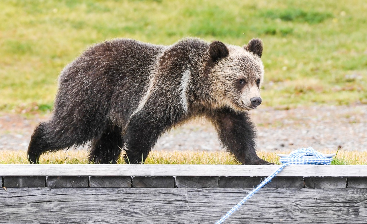 Grizzly Cub Visiting 
