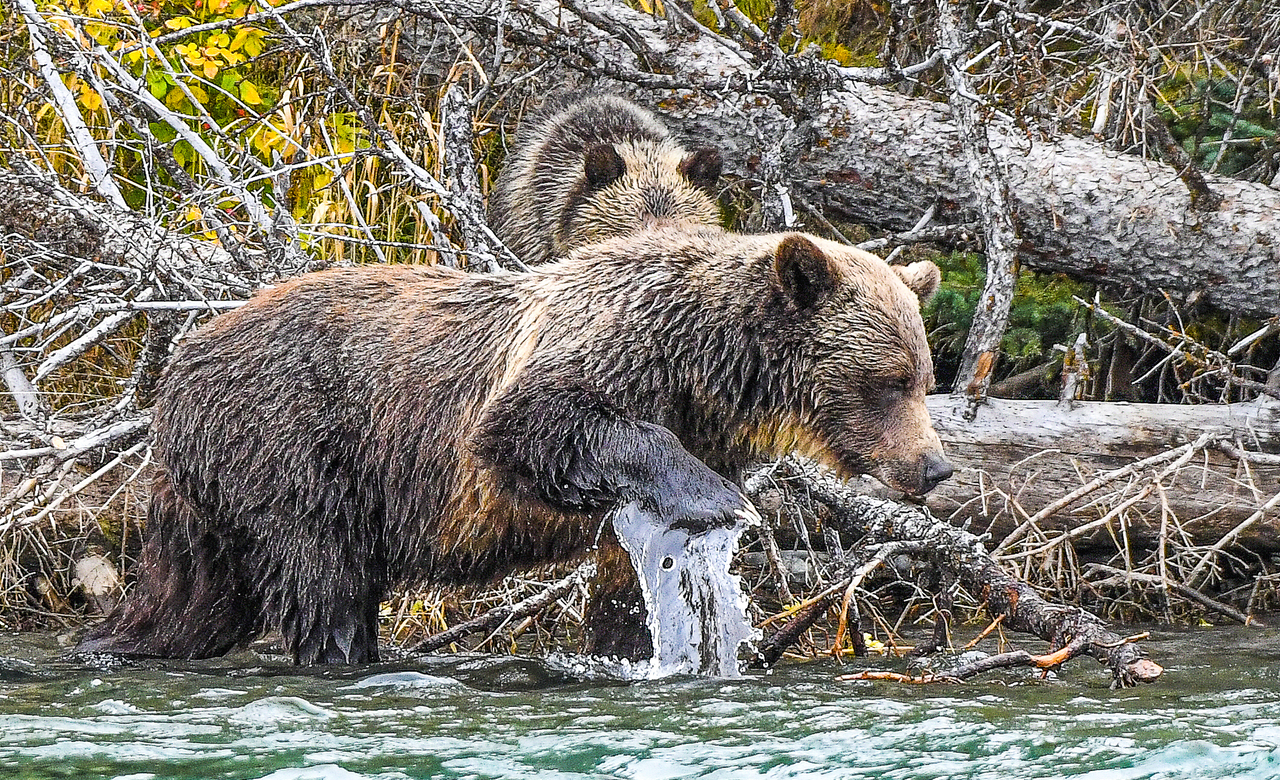 Salmon Fishing