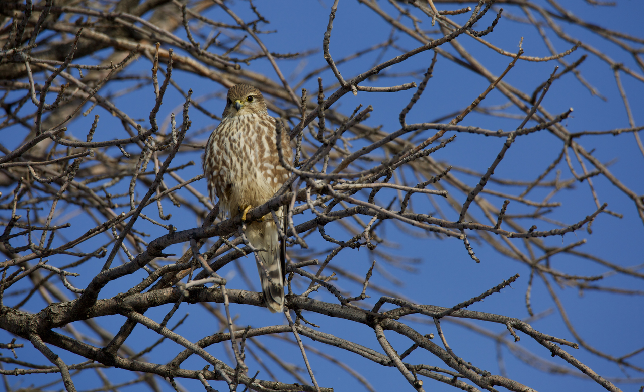 Merlin Falcon