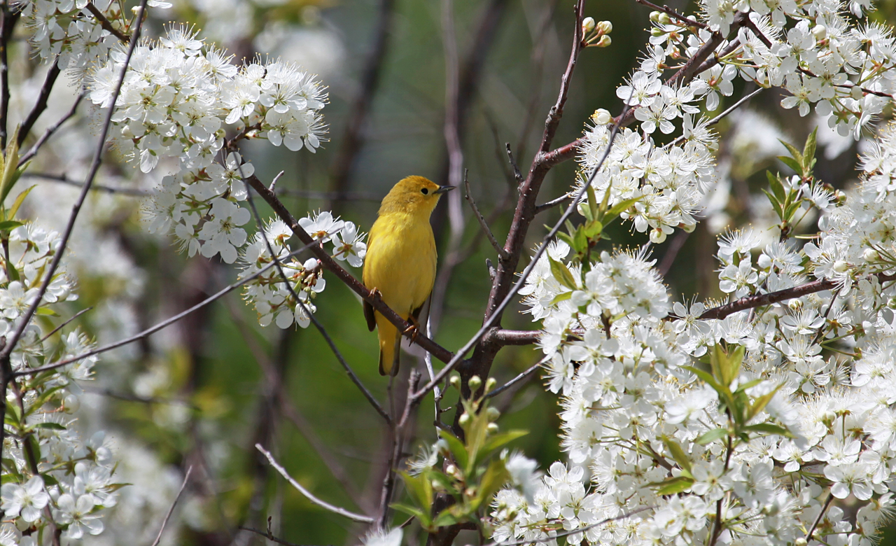 Spring