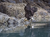 Eagle enjoying Herring feast in Great Bear Rainforest