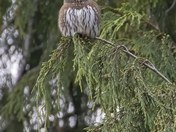 That is not a pine cone in that tree!