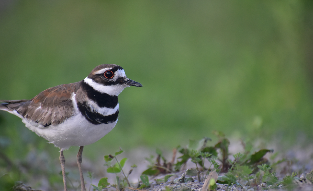 Killdeer