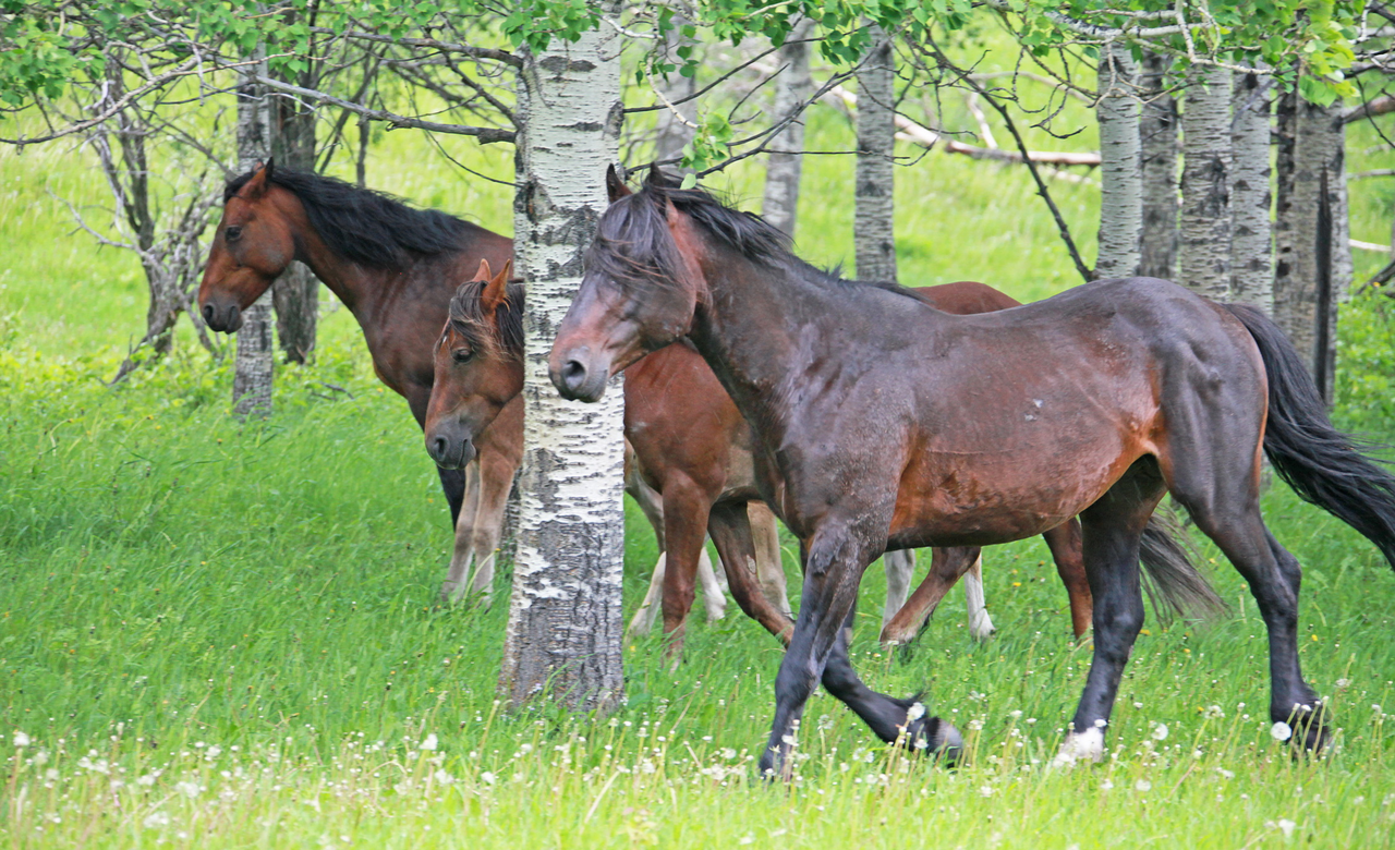 Wild Horses