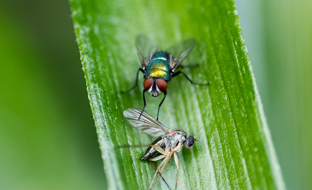 A Fly and his Prey