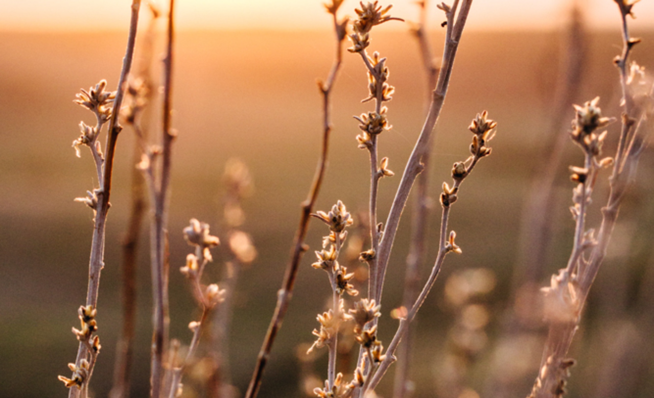 Golden Sage