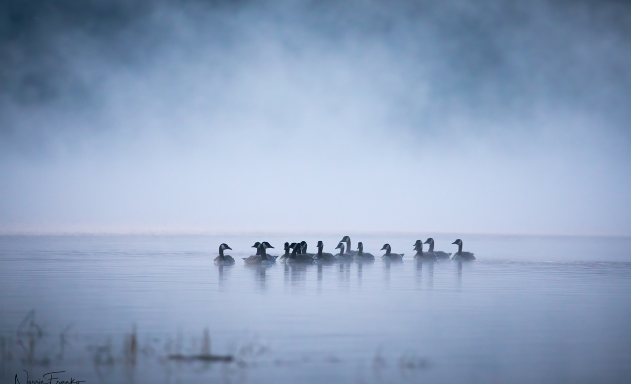 Misty Morning