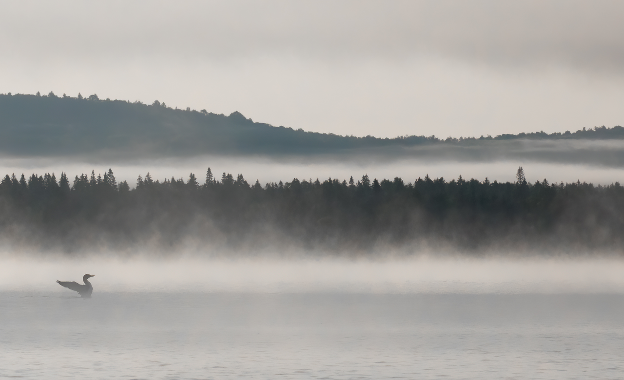 Misty Morning