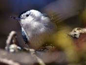 White Breasted Nuthatch