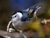 White Breasted Nuthatch