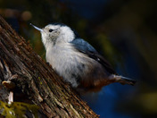 White Breasted Nuthatch