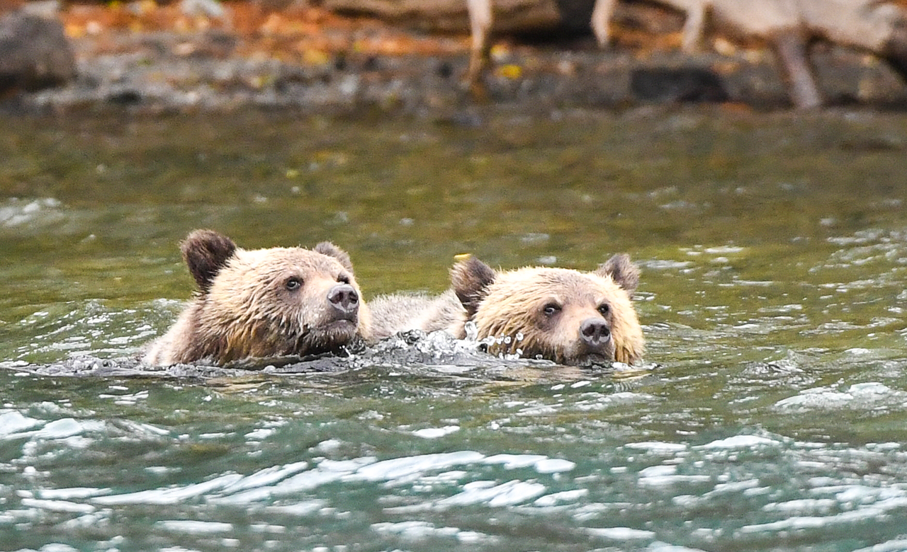 Swimming Cubs