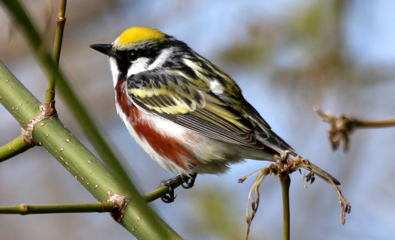 Chestnut-sided Warbler