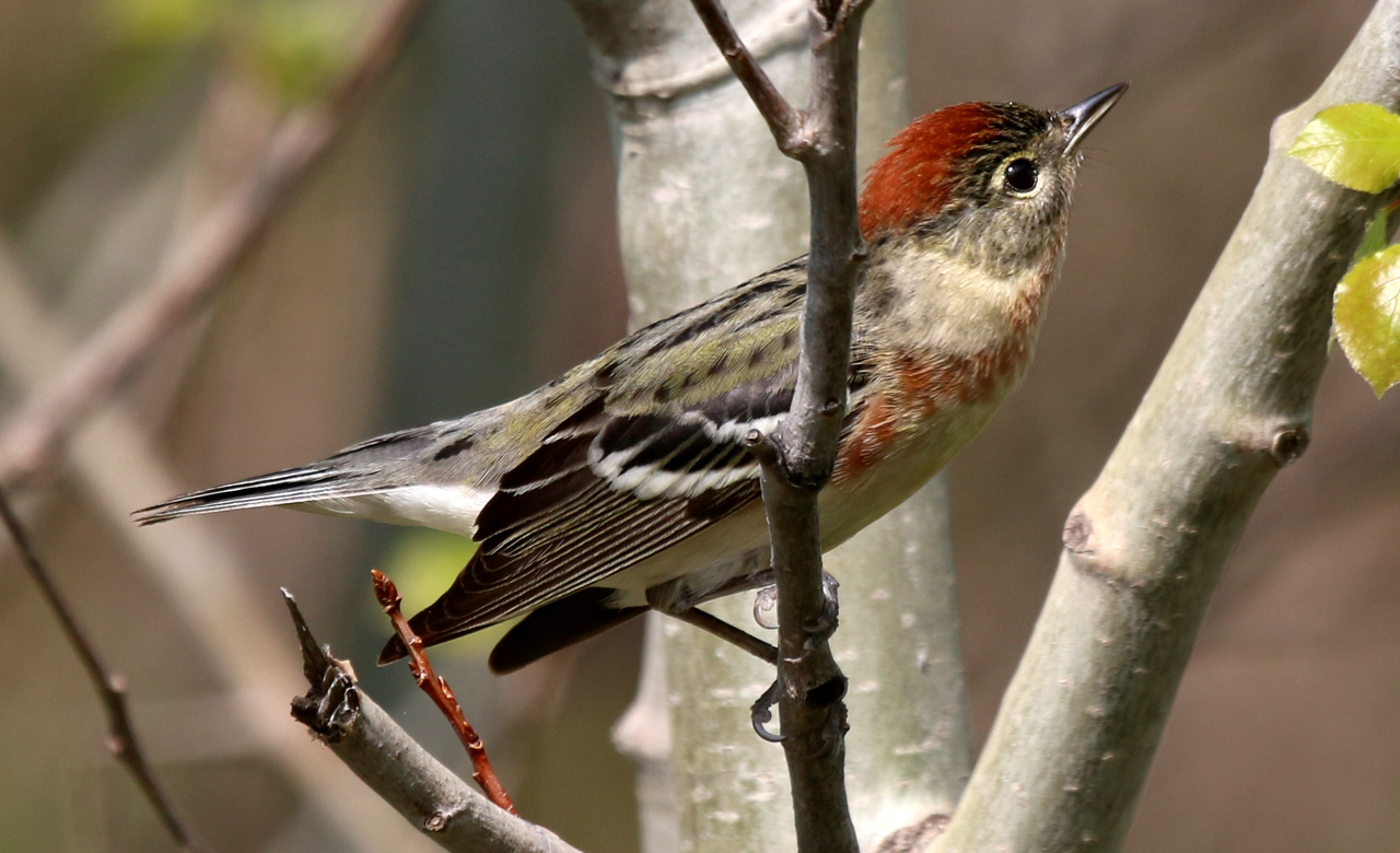 Bay-breasted Warbler