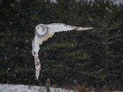 Snow Owl In Flight