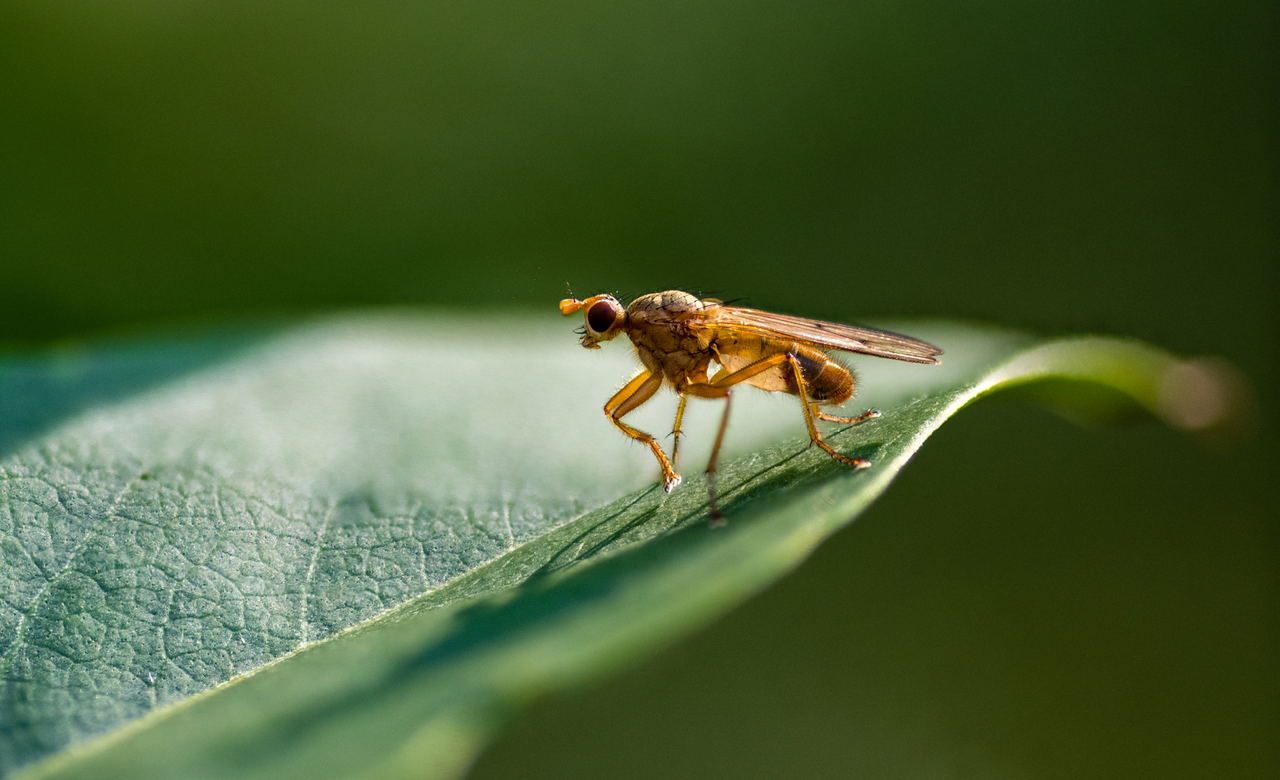 Robber Fly