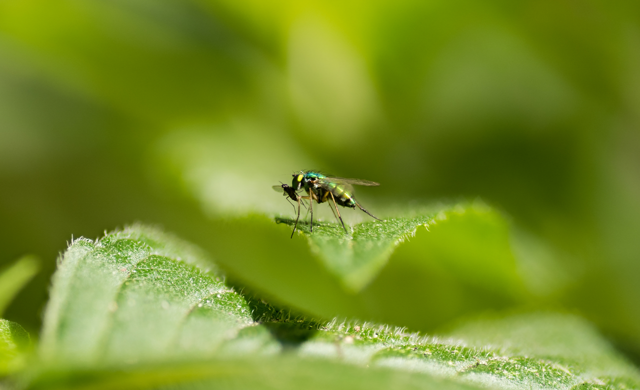 Long-legged Fly and Prey