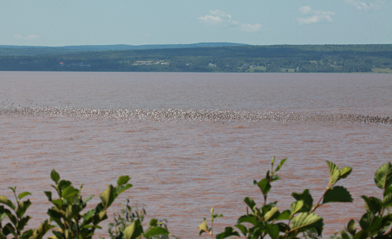 Sandpipers Galore