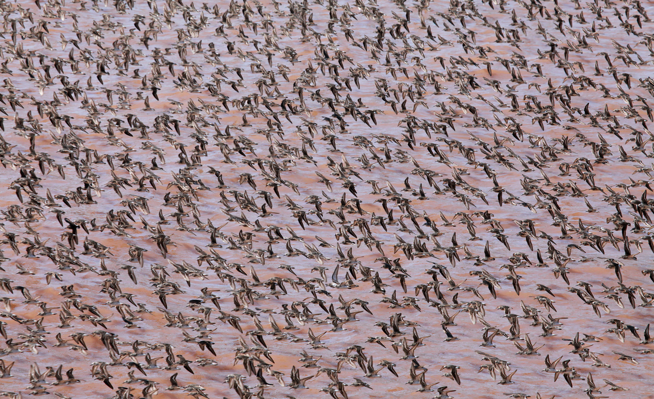 Shorebird Spectacle