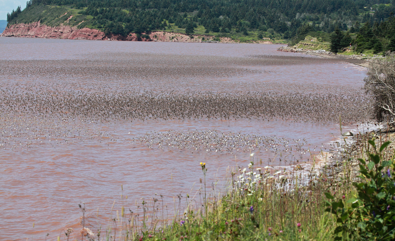 Shorebird Spectacle