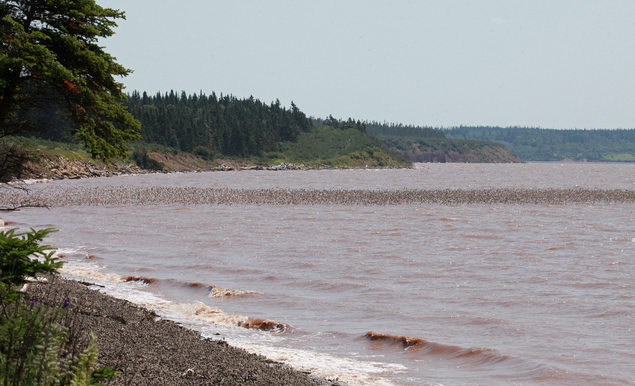 Shorebird Spectacle
