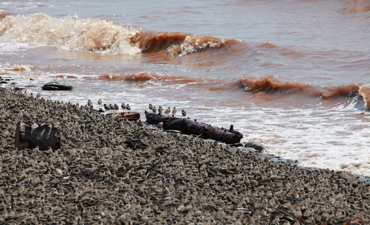 Shorebird Spectacle