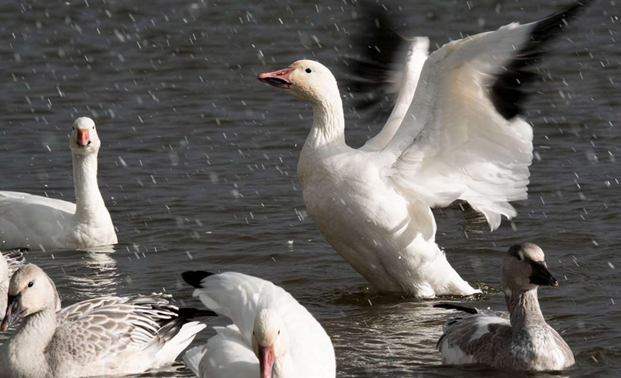 Puissances des ailes 