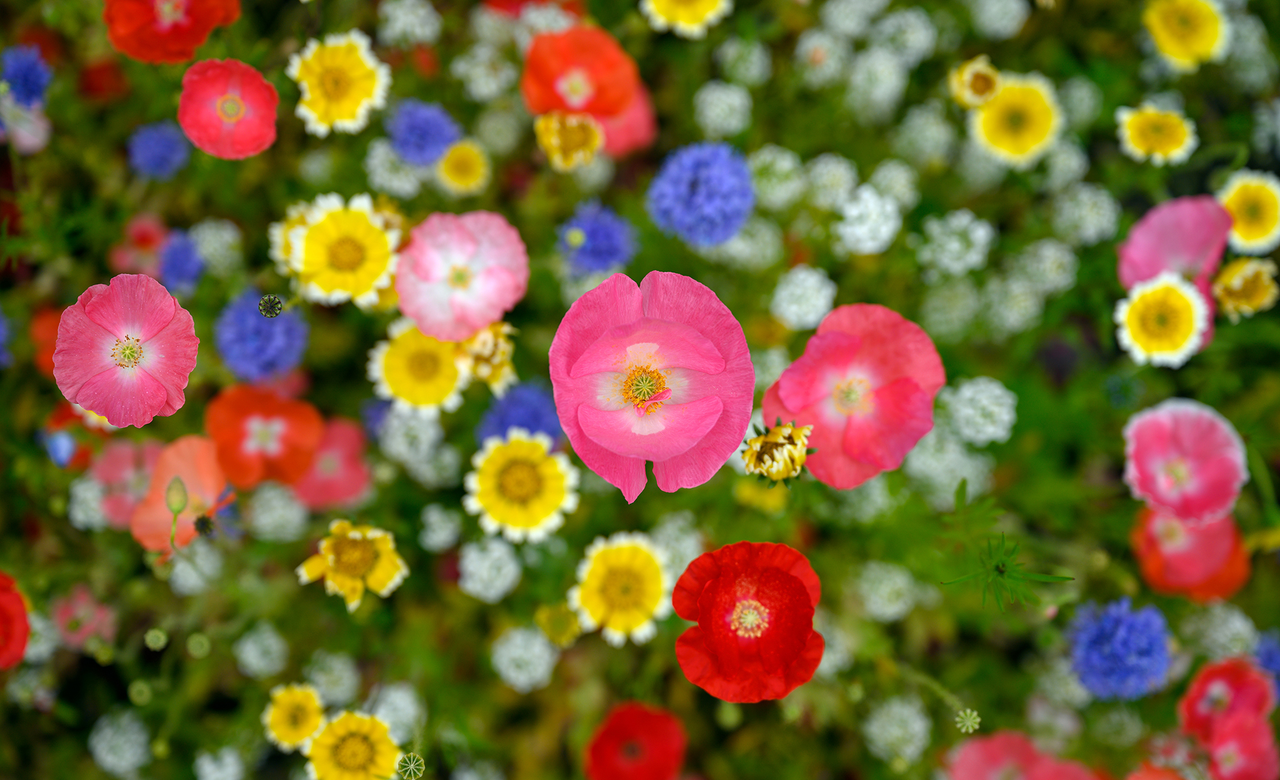 Summer meadow edge to edge full of vibrant wildflowers