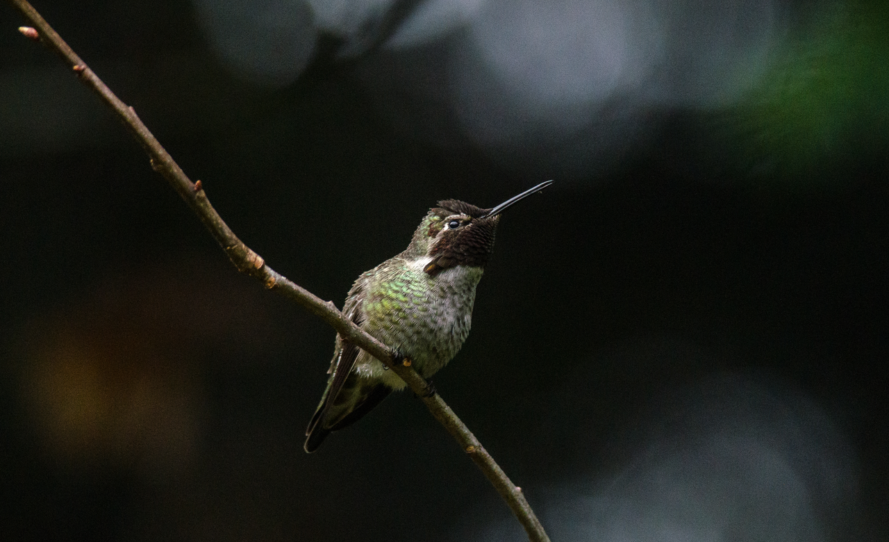 The Sweetest Hummer